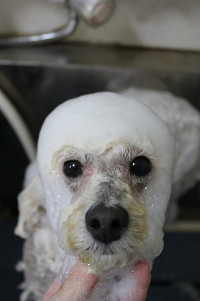 千葉県鎌ヶ谷市のトイプードルのシャンプー画像