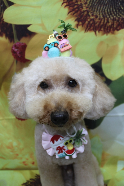 千葉県船橋市のトイプードルのトリミング画像