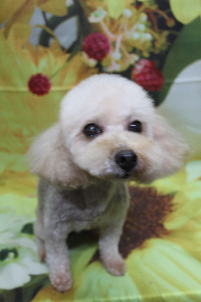 トイプードルブリーダーの成犬、トリミング画像