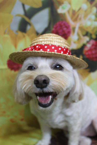 千葉県鎌ケ谷市のミックス犬のトリミング画像