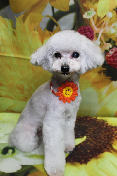 千葉県印西市のトイプードルのトリミング画像