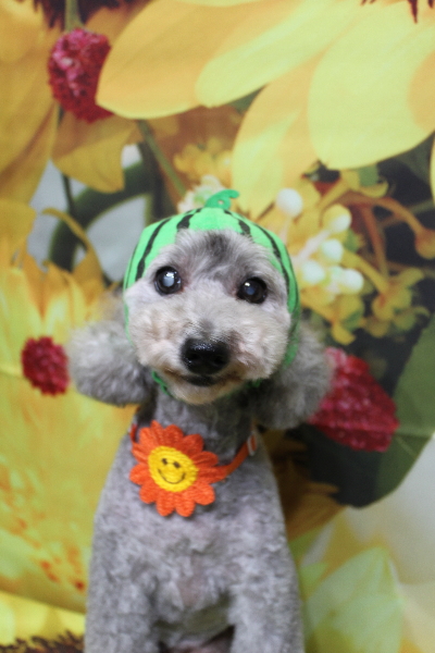 千葉県船橋市のトイプードルのトリミング画像