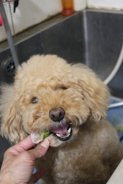千葉県船橋市のトイプードルの歯磨き画像