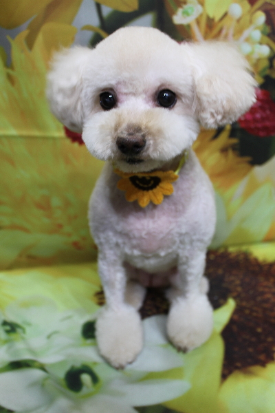 千葉県鎌ケ谷市のミックス犬のトリミング画像