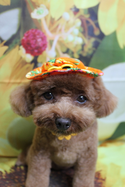 千葉県鎌ケ谷市トイプードルのトリミング画像