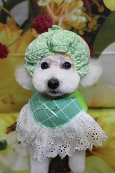 千葉県船橋市のトイプードルのトリミング画像