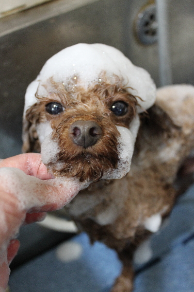 千葉県鎌ケ谷市のトイプードルのシャンプー画像