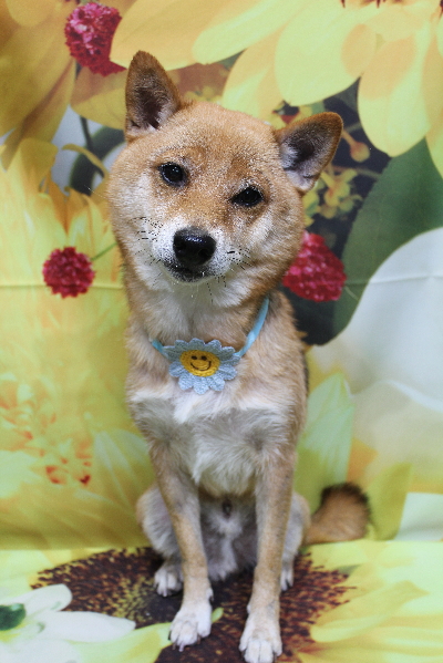 千葉県船橋市の豆柴のトリミング画像