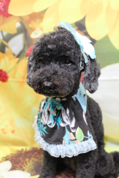 千葉県松戸市のトイプードルのトリミング画像