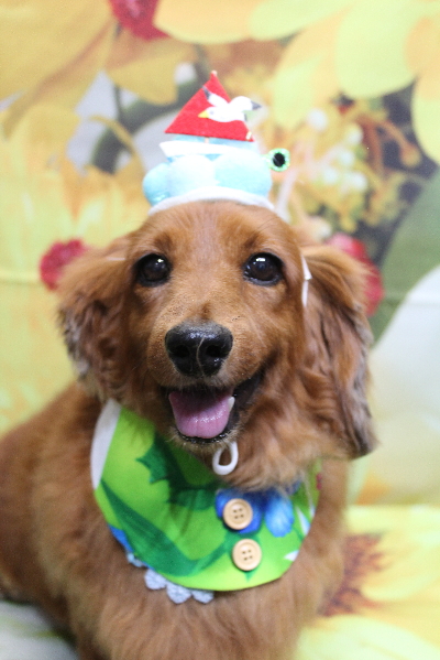 千葉県鎌ケ谷のミニチュアダックスのトリミング画像