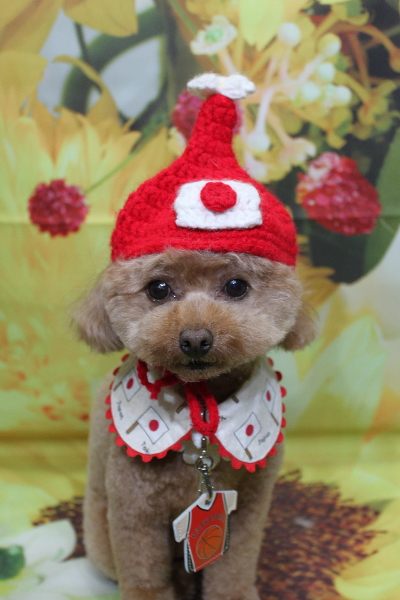 千葉県船橋市のトイプードルのトリミング画像