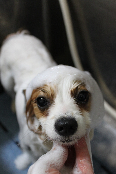 千葉県鎌ヶ谷市のパピヨンのシャンプー画像