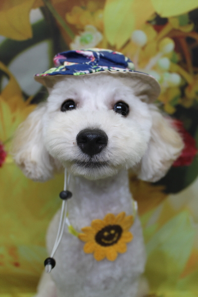 千葉県船橋市のトイプードルのトリミング画像