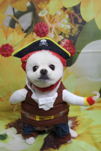 千葉県船橋市のポメラニアンのトリミング画像