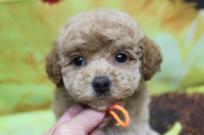 トイプードルブリーダーの子犬、トリミング画像