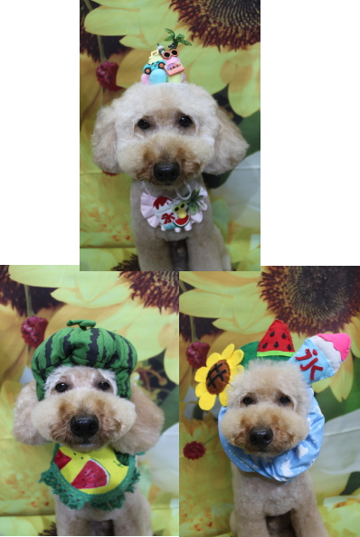 千葉県船橋市のトイプードルのトリミング画像