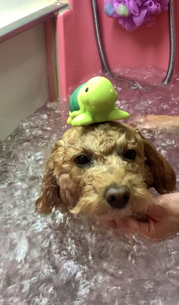 千葉県船橋市のトイプードルのバブル温浴画像