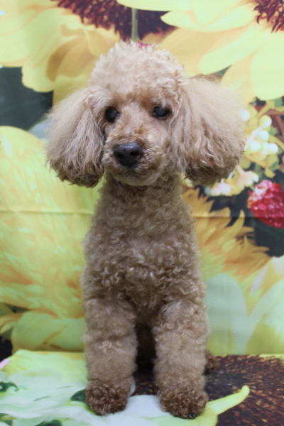 千葉県花見川区トイプードルのトリミング前画像