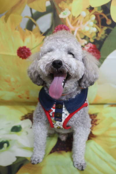 千葉県船橋市のトイプードルのトリミング前画像