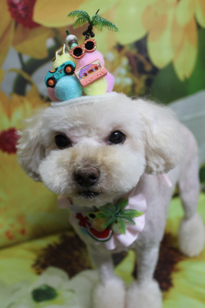 千葉県鎌ケ谷市のミックス犬のトリミング画像