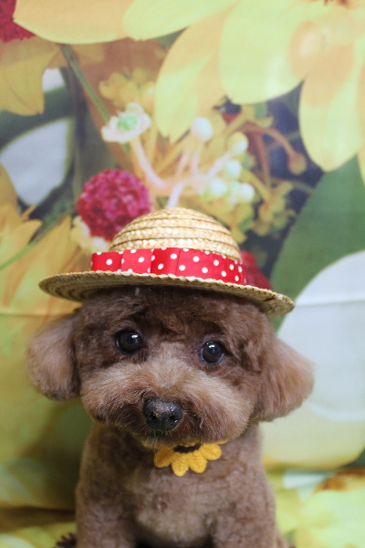 千葉県鎌ケ谷市トイプードルのトリミング画像