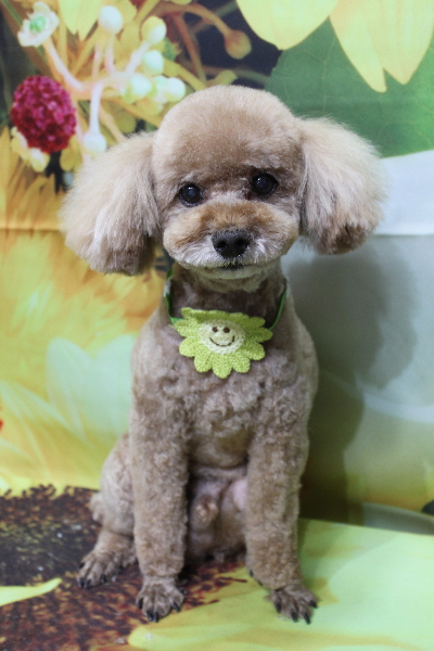 千葉県鎌ヶ谷市のトイプードルのトリミング画像