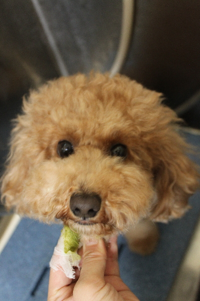 千葉県船橋市のトイプードルの歯磨き画像