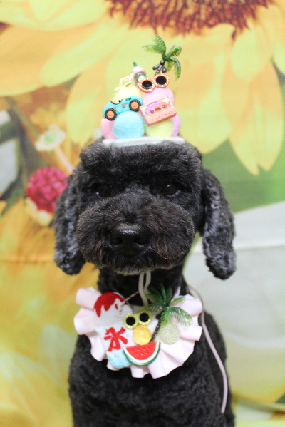 千葉県松戸市のトイプードルのトリミング画像