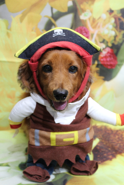 千葉県鎌ケ谷のミニチュアダックスのトリミング画像