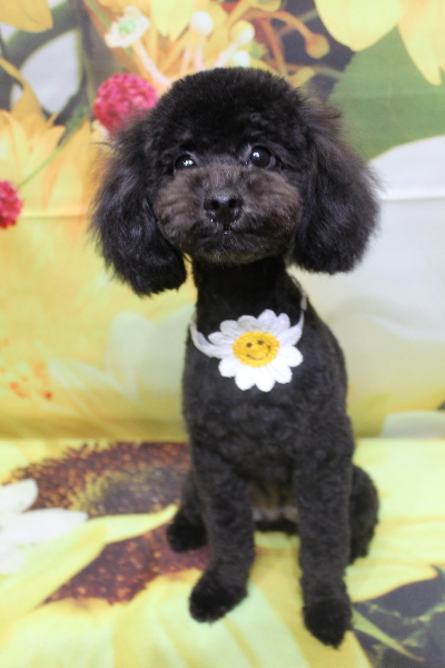 千葉県船橋市のトイプードルのトリミング画像