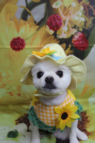 千葉県船橋市のポメラニアンのトリミング画像