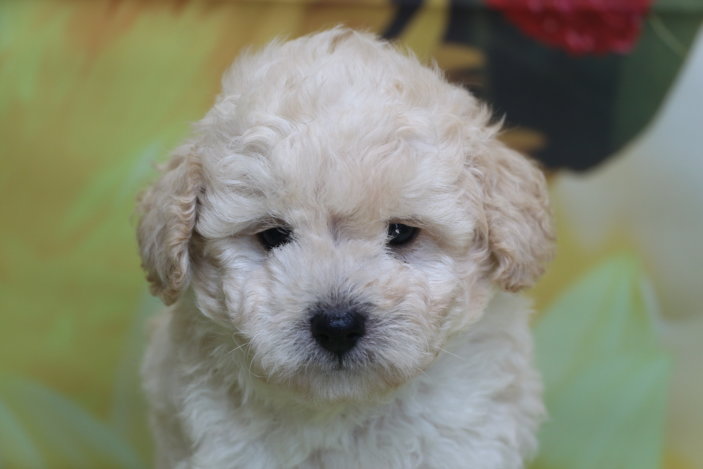 トイプードル子犬ホワイト(白色)男の子生後6週間、ブリーダー。千葉県鎌ヶ谷市船橋市市川市柏市白井市印西市千葉市画像