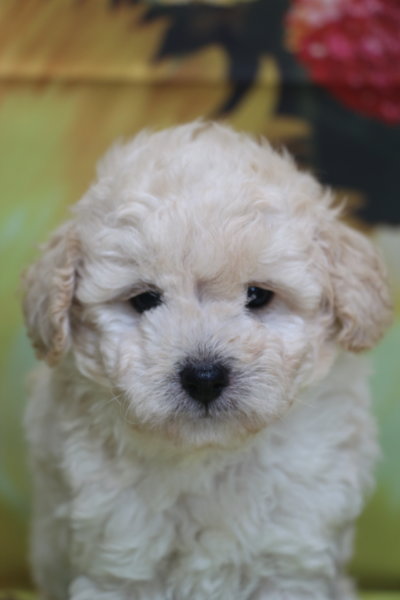 トイプードル子犬ホワイト(白色)男の子生後6週間、ブリーダー。千葉県鎌ヶ谷市船橋市市川市柏市白井市印西市千葉市画像