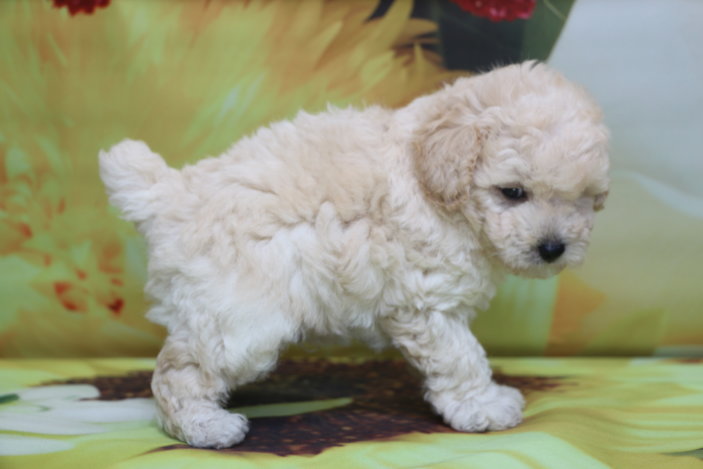 トイプードル子犬ホワイト(白色)男の子生後6週間、ブリーダー。千葉県鎌ヶ谷市船橋市市川市柏市白井市印西市千葉市画像