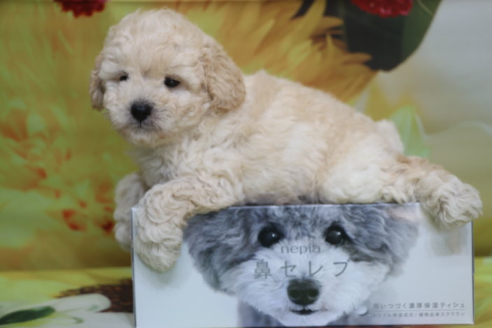 トイプードル子犬ホワイト(白色)男の子生後6週間、ブリーダー。千葉県鎌ヶ谷市船橋市市川市柏市白井市印西市千葉市画像