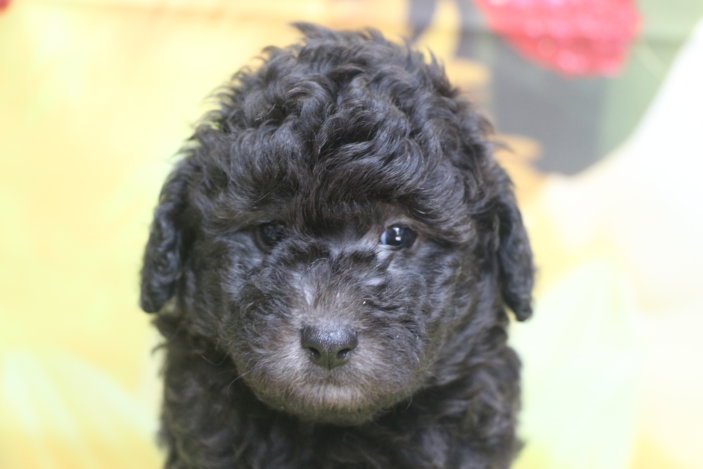 トイプードル子犬シルバー男の子生後6週間、ブリーダー。千葉県鎌ヶ谷市船橋市市川市柏市白井市印西市千葉市画像