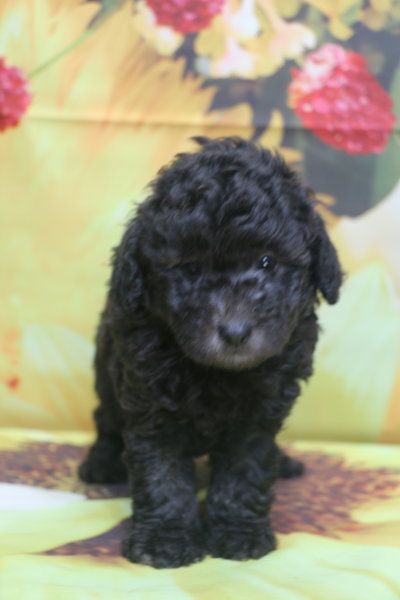 トイプードル子犬シルバー男の子生後6週間、ブリーダー。千葉県鎌ヶ谷市船橋市市川市柏市白井市印西市千葉市画像