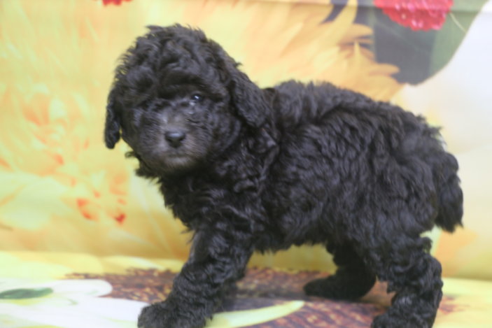 トイプードル子犬シルバー男の子生後6週間、ブリーダー。千葉県鎌ヶ谷市船橋市市川市柏市白井市印西市千葉市画像