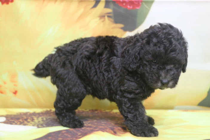 トイプードル子犬シルバー男の子生後6週間、ブリーダー。千葉県鎌ヶ谷市船橋市市川市柏市白井市印西市千葉市画像