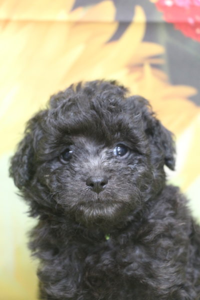 トイプードル子犬シルバー男の子生後6週間、ブリーダー。千葉県鎌ヶ谷市船橋市市川市柏市白井市印西市千葉市画像