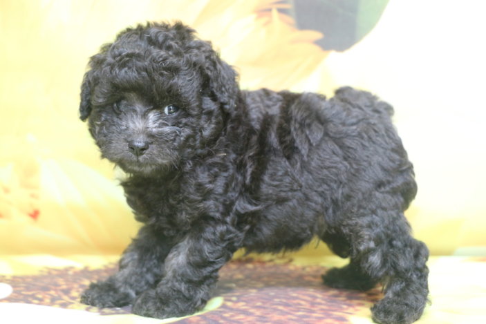 トイプードル子犬シルバー男の子生後6週間、ブリーダー。千葉県鎌ヶ谷市船橋市市川市柏市白井市印西市千葉市画像