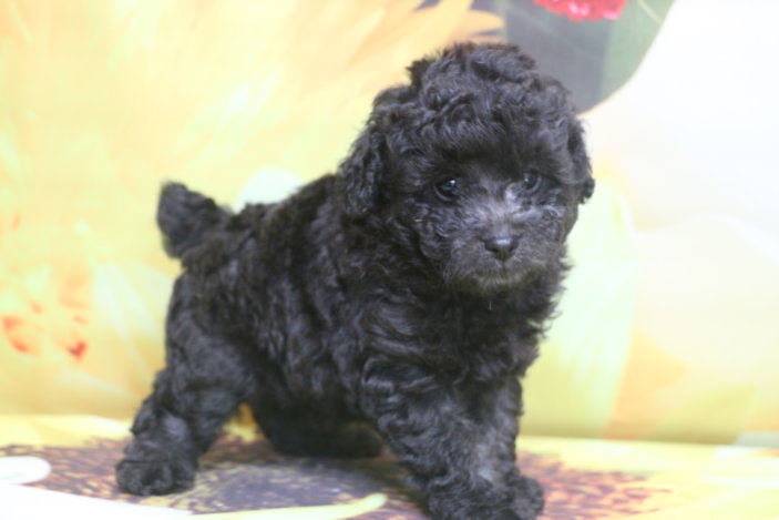 トイプードル子犬シルバー男の子生後6週間、ブリーダー。千葉県鎌ヶ谷市船橋市市川市柏市白井市印西市千葉市画像