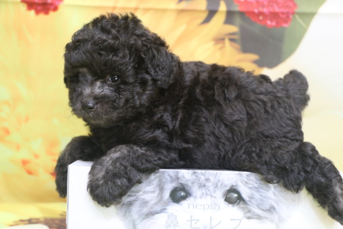 トイプードル子犬シルバー男の子生後6週間、ブリーダー。千葉県鎌ヶ谷市船橋市市川市柏市白井市印西市千葉市画像