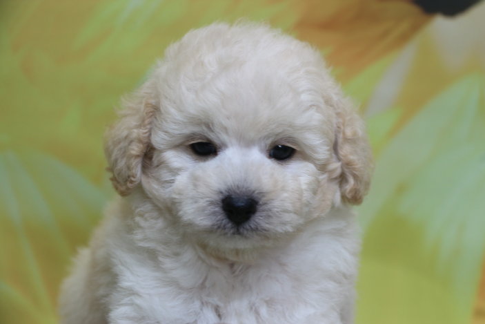 トイプードル子犬ホワイト(白色)男の子生後7週間、ブリーダー。千葉県鎌ヶ谷市船橋市市川市柏市白井市印西市千葉市画像