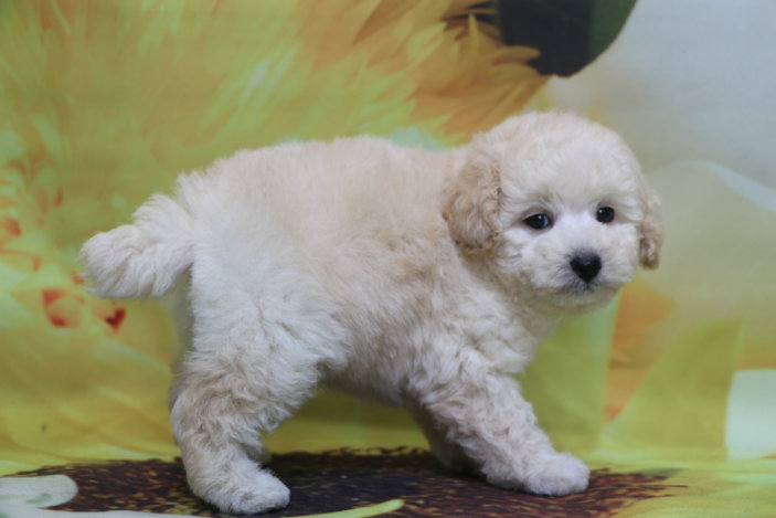 トイプードル子犬ホワイト(白色)男の子生後7週間、ブリーダー。千葉県鎌ヶ谷市船橋市市川市柏市白井市印西市千葉市画像