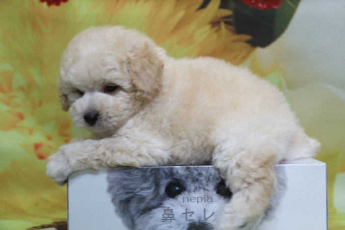 トイプードル子犬ホワイト(白色)男の子生後7週間、ブリーダー。千葉県鎌ヶ谷市船橋市市川市柏市白井市印西市千葉市画像