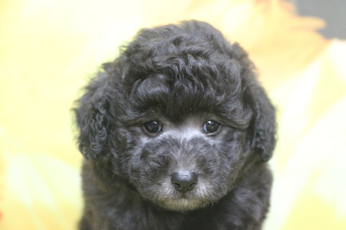 トイプードル子犬シルバー男の子生後7週間、ブリーダー。千葉県鎌ヶ谷市船橋市市川市柏市白井市印西市千葉市画像