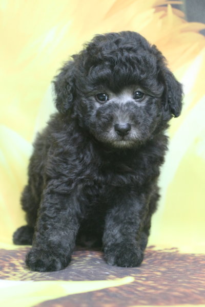 トイプードル子犬シルバー男の子生後7週間、ブリーダー。千葉県鎌ヶ谷市船橋市市川市柏市白井市印西市千葉市画像