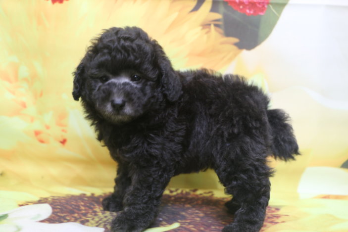 トイプードル子犬シルバー男の子生後7週間、ブリーダー。千葉県鎌ヶ谷市船橋市市川市柏市白井市印西市千葉市画像