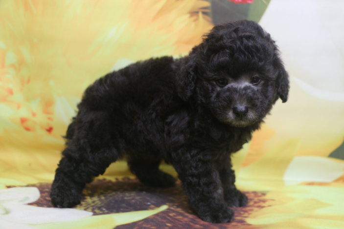 トイプードル子犬シルバー男の子生後7週間、ブリーダー。千葉県鎌ヶ谷市船橋市市川市柏市白井市印西市千葉市画像